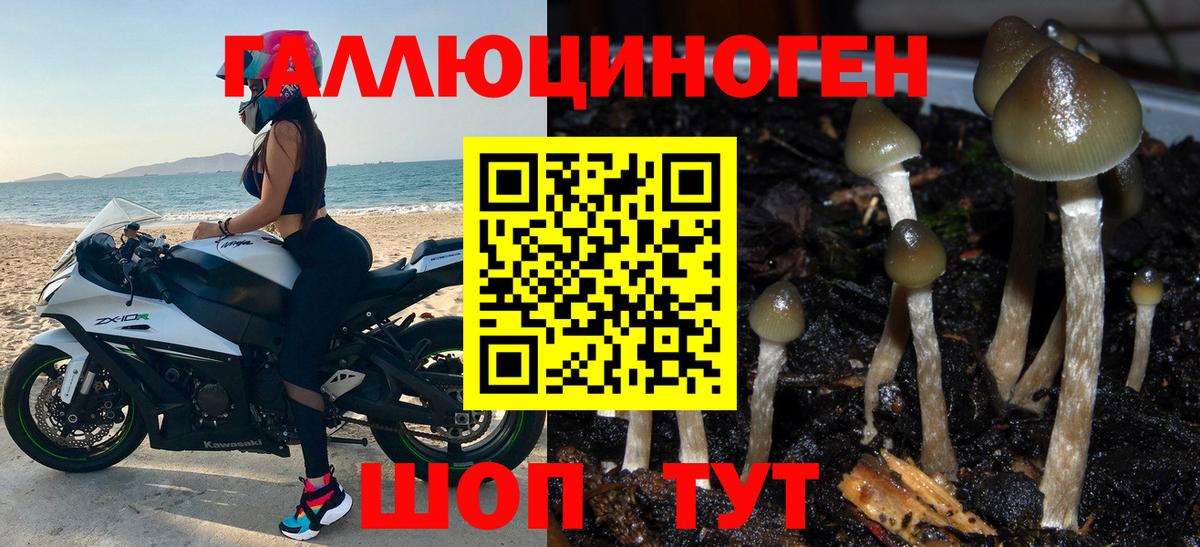 Чернушка  Галлюциногенные грибы Psilocybine cubensis  Вход с VPN  Галлюциногенные грибы мицелий 