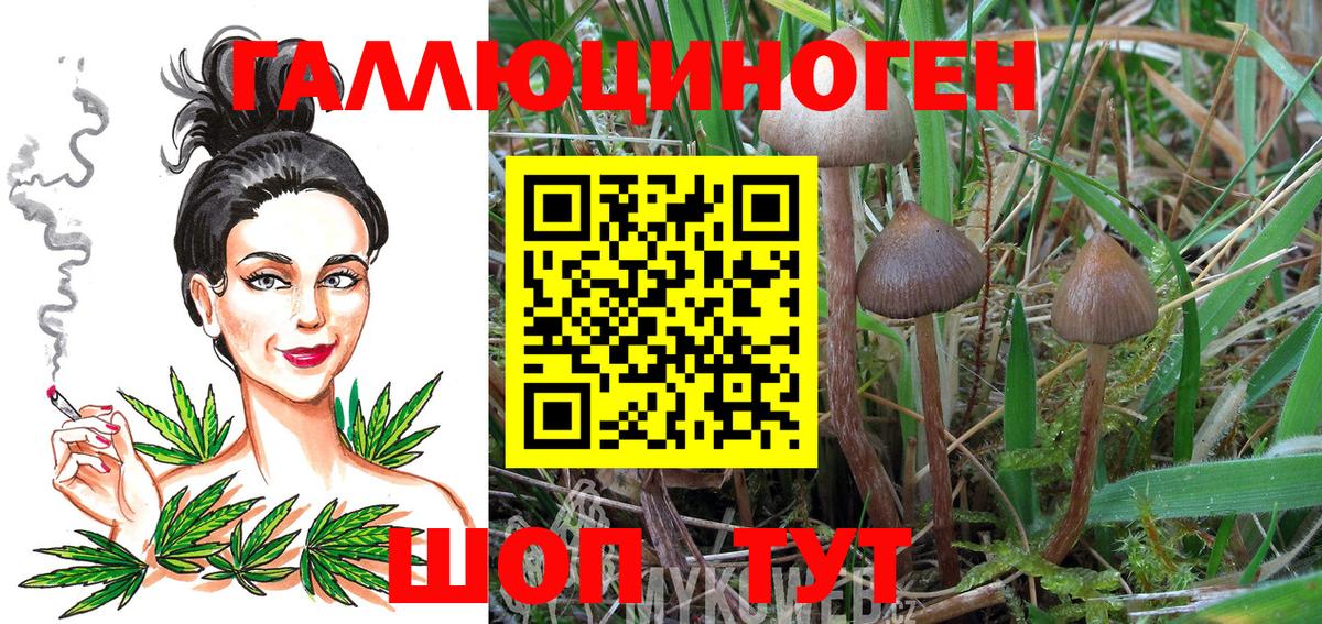 Галлюциногенные грибы Psilocybine cubensis Чернушка
